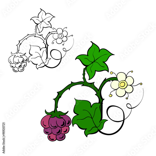 The stylized vector image of a blackberry bush - ripe berries, flowers and leaves in the style of doodle.