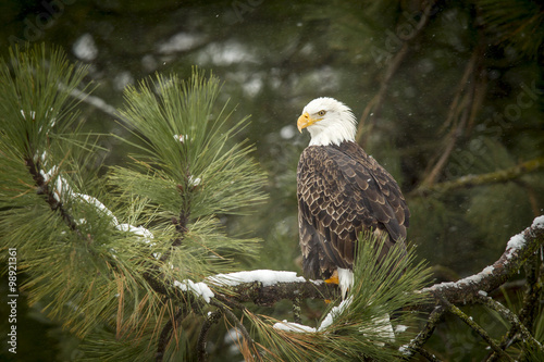 Bald eagle in snowy tree.