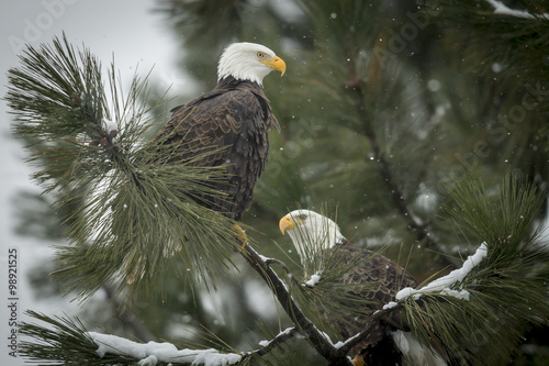 Two eagles on a snowy day.