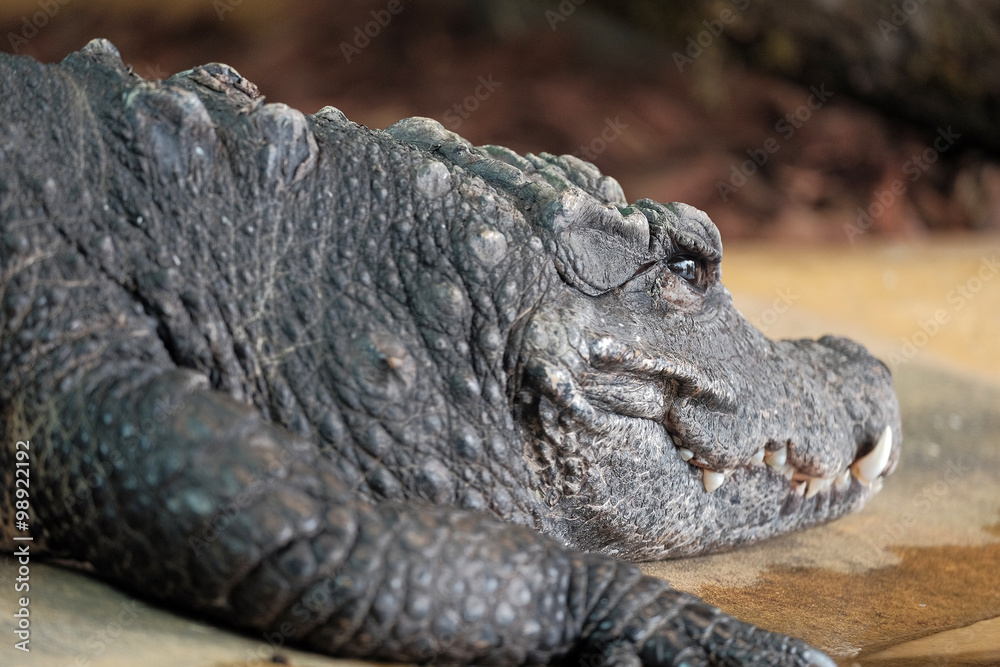 Obraz premium just chilling