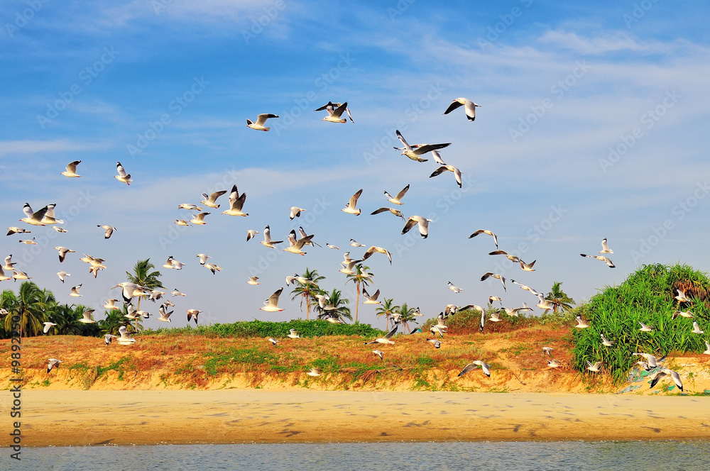 Seagulls fly over the water and the sandy beach