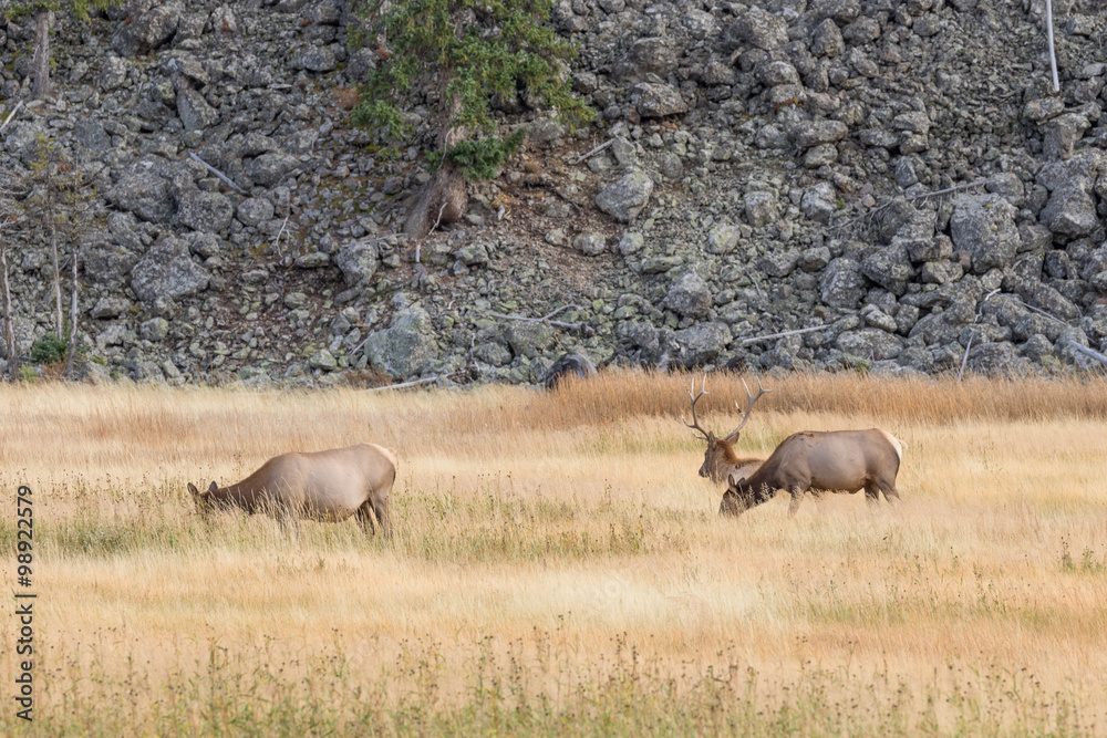 Elk Herd in Rut Elk Herd in Rut