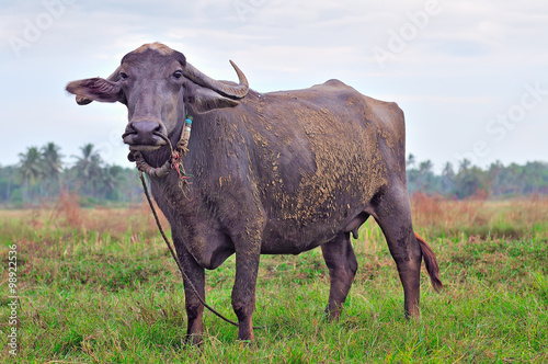 Fototapeta Naklejka Na Ścianę i Meble -  Female buffalo grazing on a green meadow in Goa, India.