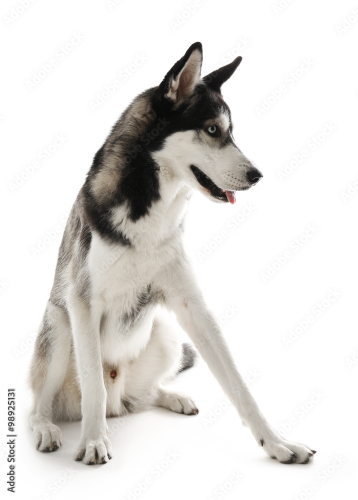 Siberian Husky sitting, isolated on white Siberian Husky sitting, isolated on white