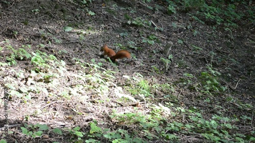 Wallpaper Mural Squirrel in the wood. Red Squirrel. Torontodigital.ca