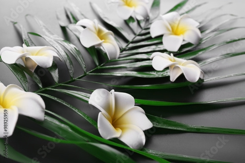 Beautiful composition of frangipani flower on palm leaves, close up