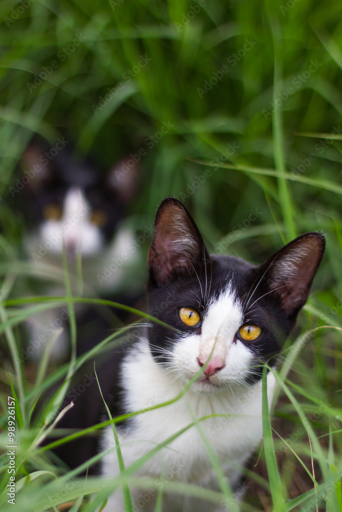 Two cats in the grass.