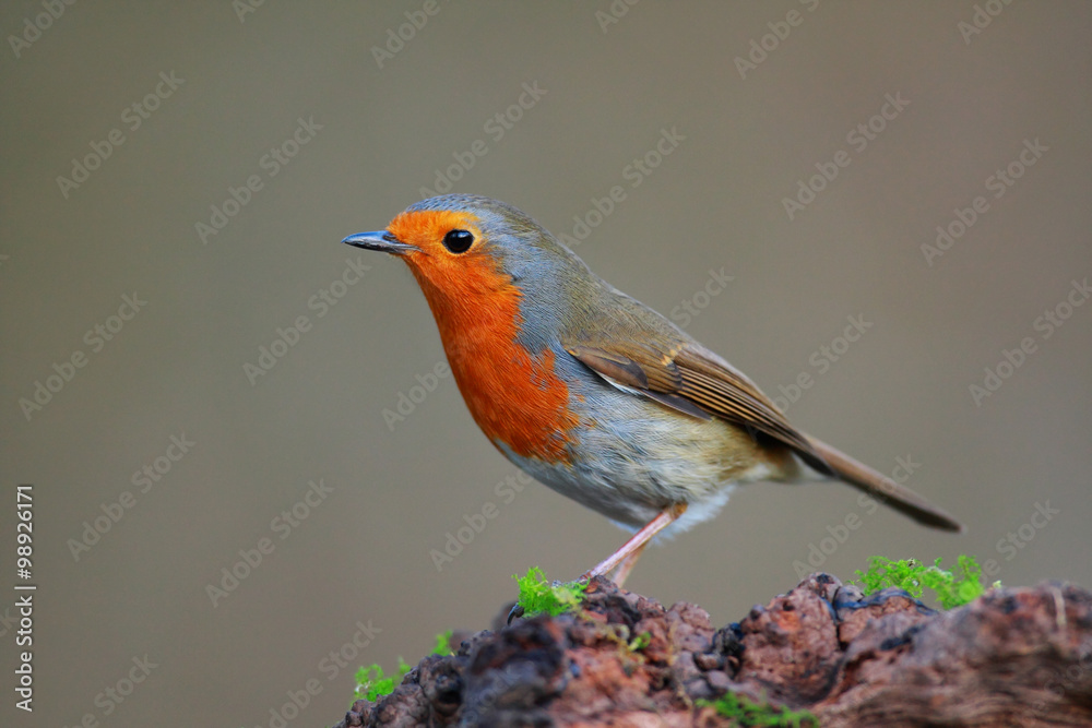 Robin bird on branch