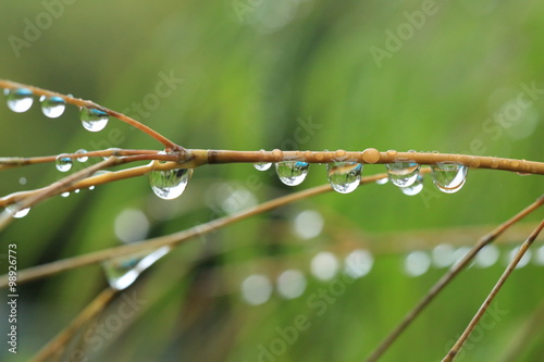 Rain droplets on bamboo