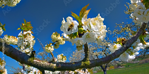 kirschblüte mit biene