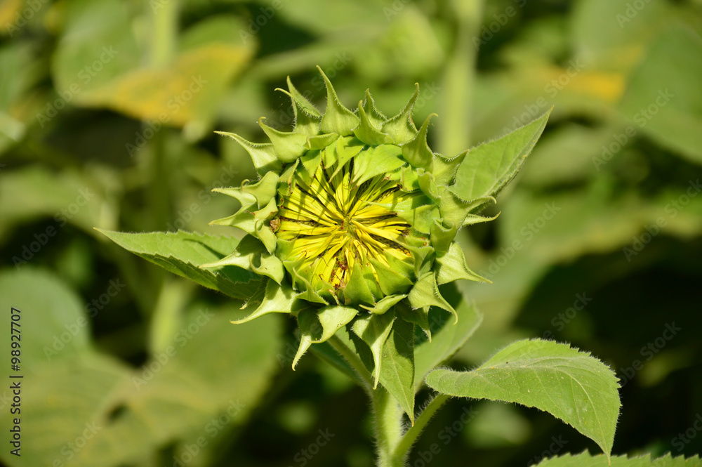 Sunflower close up in the field Sunflower close up in the field