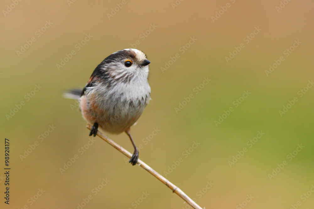 Naklejka premium Long tailed tit bird in the wild