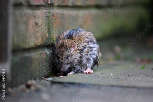 A wet rat on the ground after a rainy night photo