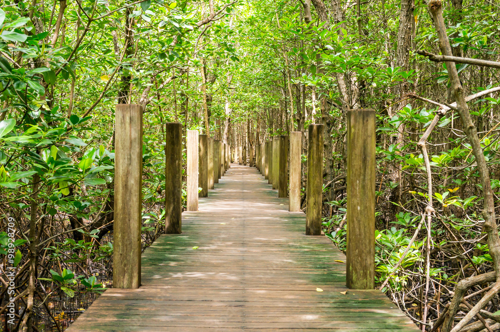 Path in Mangrove forest in Kung Krabaen Bay Chanthaburi Province, Thailand
