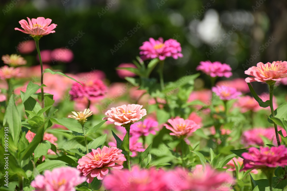 Zinnia bloom in the beautiful garden. Zinnia blossom at center closeup. Zinnia bloom in garden Zinnia bloom in the beautiful garden. Zinnia blossom at center closeup. Zinnia bloom in garden