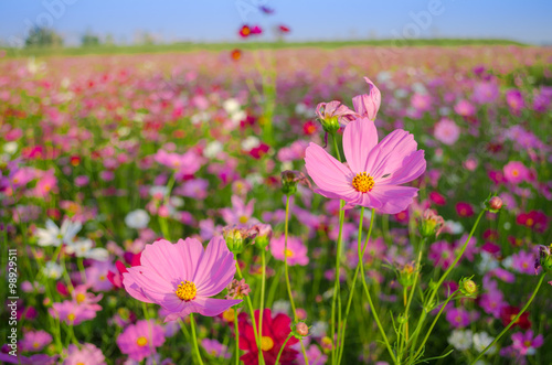 pink cosmos flowers © bellito10
