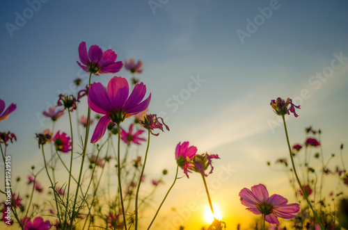 Fototapeta Naklejka Na Ścianę i Meble -  cosmos flowers