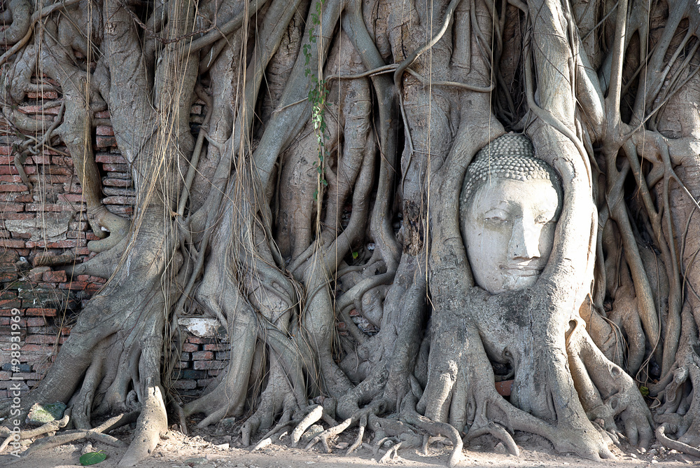 Buddha head in the trees amazing Thailand