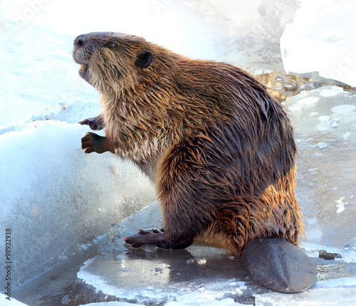 Beaver on a piece of ice in winter