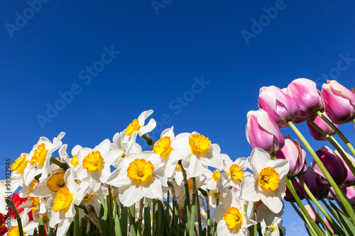 Fototapeta Naklejka Na Ścianę i Meble -  Tulips and Daffodils