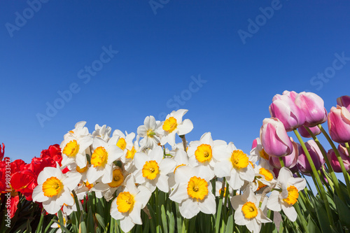 Fototapeta Naklejka Na Ścianę i Meble -  Tulips and Daffodils
