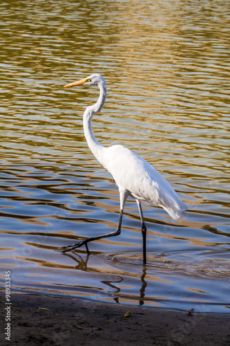 Great egret (Ardea alba) in a pond in the center of Huacachina oasis, Peru