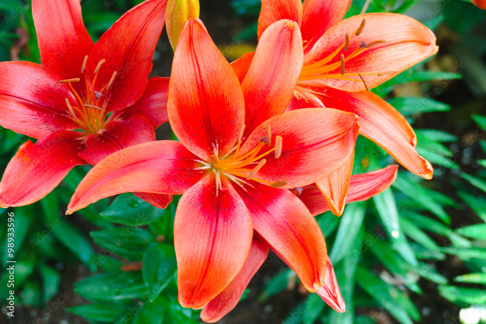 The background image of the colorful flowers The background image of the colorful flowers
