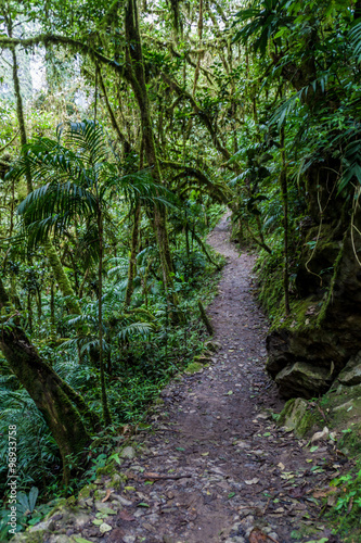 Jungle trail leading to Catarata de Gocta, one of the highest waterfalls in the world, northern Peru.