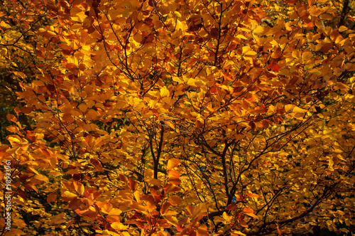 In autumn the leaves change color of trees and shrubs in beautiful colors.