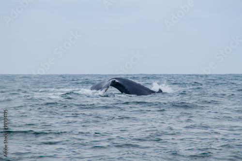 Humpback whale in Machalilla National Park, Ecuador