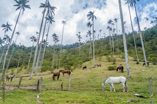 Horses graze under the tall wax palms in Cocora valley, Colombia photo