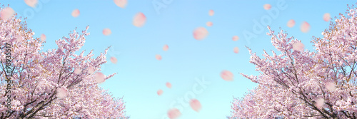 桜　バナー　