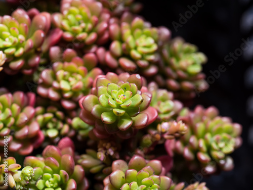  Miniature succulent plants