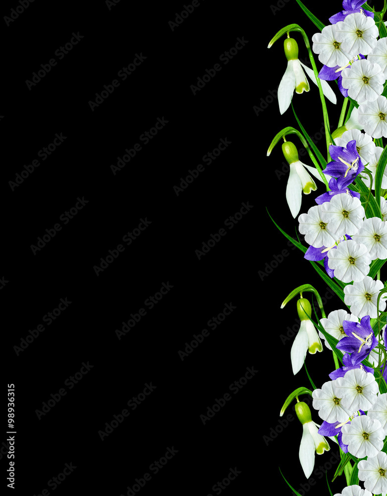 Obraz premium snowdrop flower isolated on black background