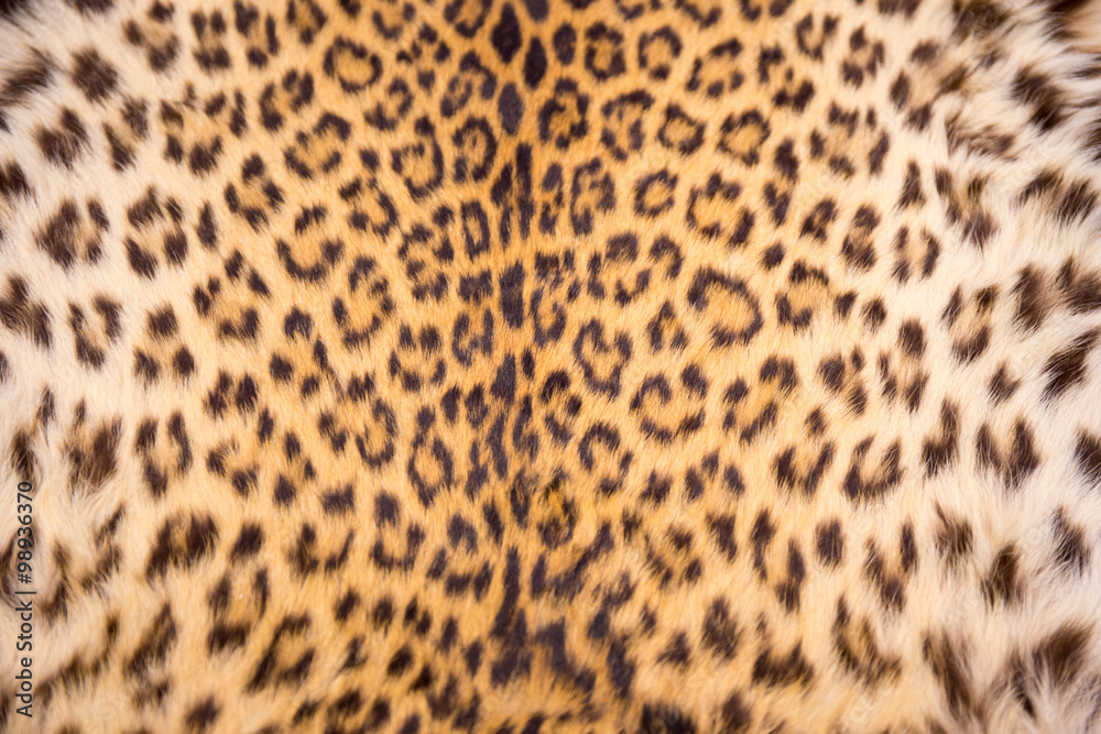Fototapeta premium asian leopard skin texture and background
