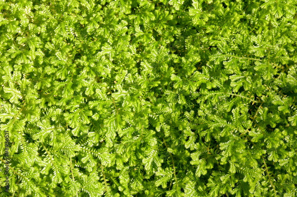 Moss in humid environment. Moss in humid environment.