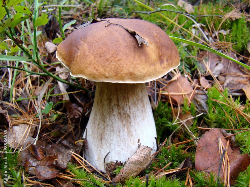 white fungus white fungus