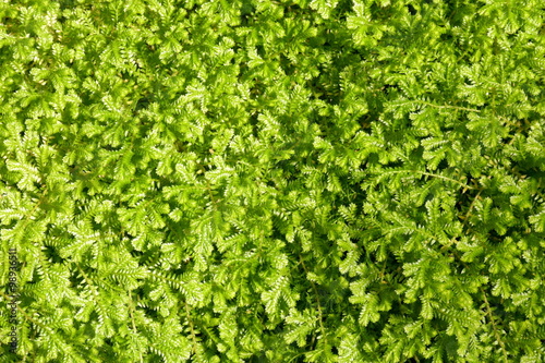 Moss in humid environment.