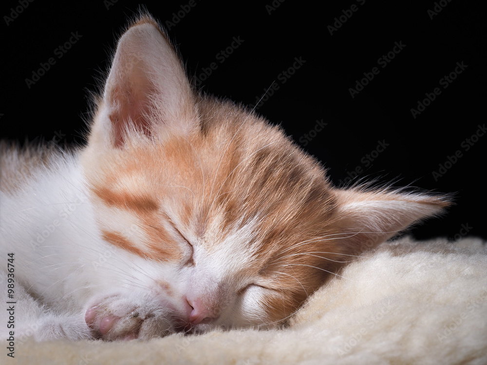 Маленький котенок спит. Морда котенка крупно. Котенок белый с рыжим.  Котенку один месяц. Кот симпатичный, уютно дремлет на кусочке меха. Видно  лапу с подушечками на пятках фотография Stock | Adobe Stock