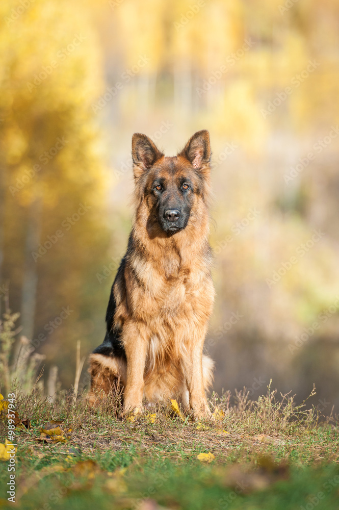 German shepherd dog sitting in the park in autumn German shepherd dog sitting in the park in autumn