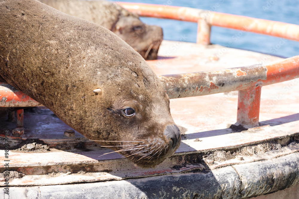 Fototapeta premium a seal sunbathing on a buoy