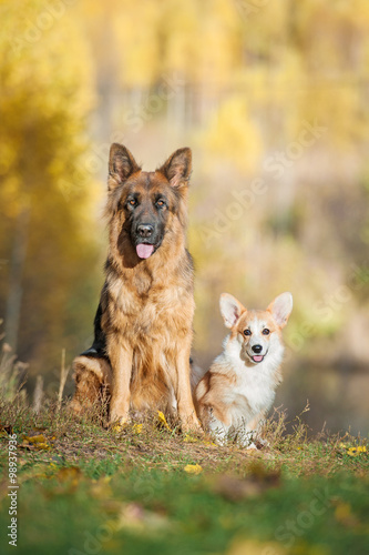 Pembroke welsh corgi puppy with german shepherd dog in autumn