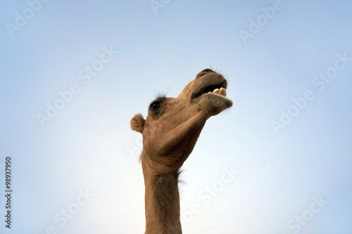Walking camel