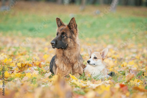 Pembroke welsh corgi puppy with german shepherd dog in autumn