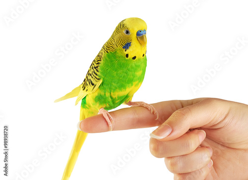 Budgerigar. Parrot isolated on white background. photo