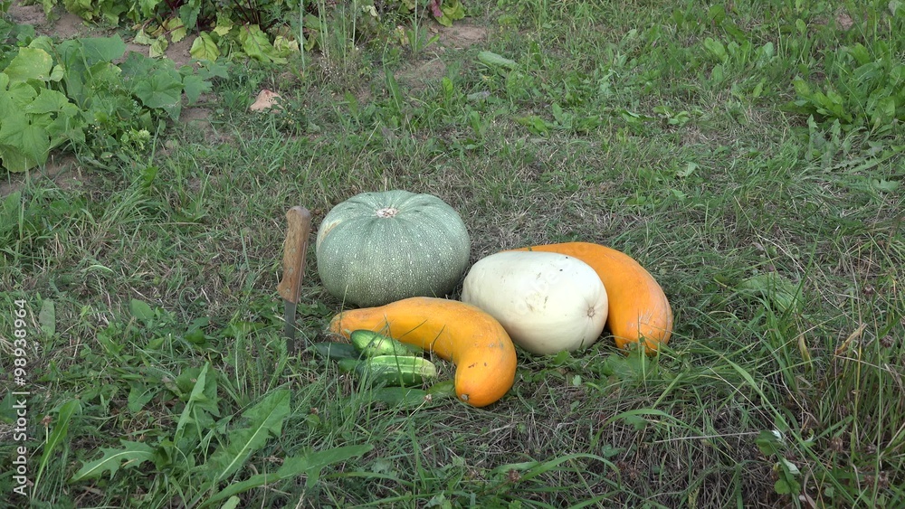 Harvested zucchini, cucumber and pumpkin vegetables in grass near garden plantation in autumn season. Tilt down shot. 4K Harvested zucchini, cucumber and pumpkin vegetables in grass near garden plantation in autumn season. Tilt down shot. 4K
