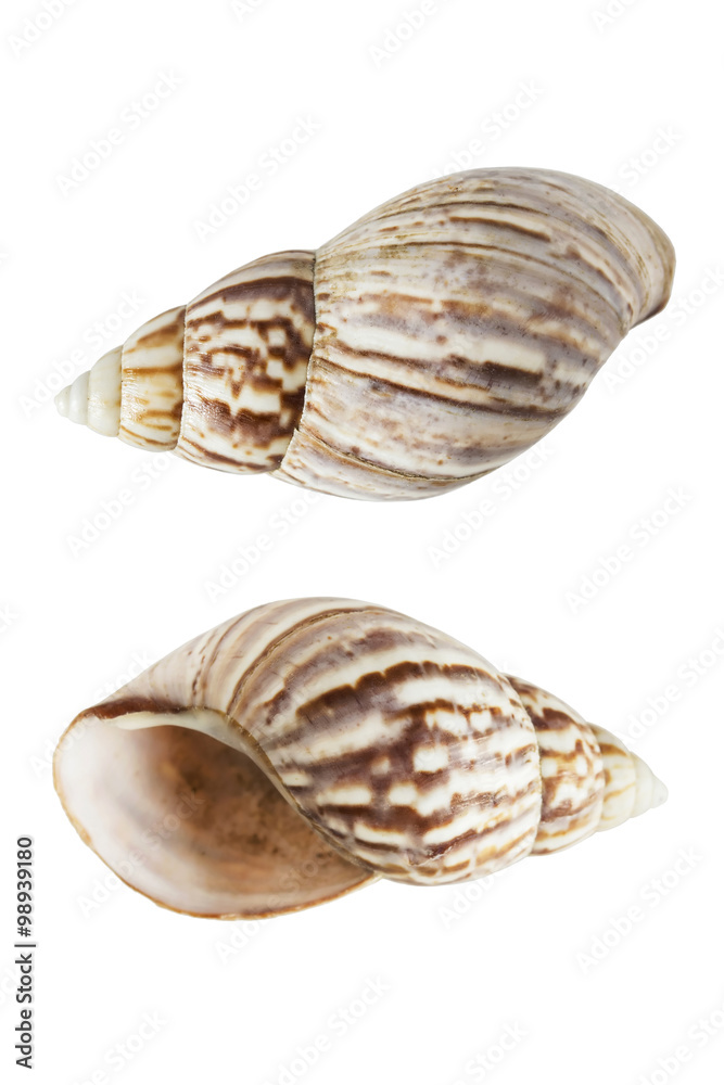 Seashell Seashell