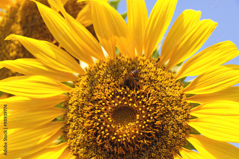 Obraz premium Sunflower
