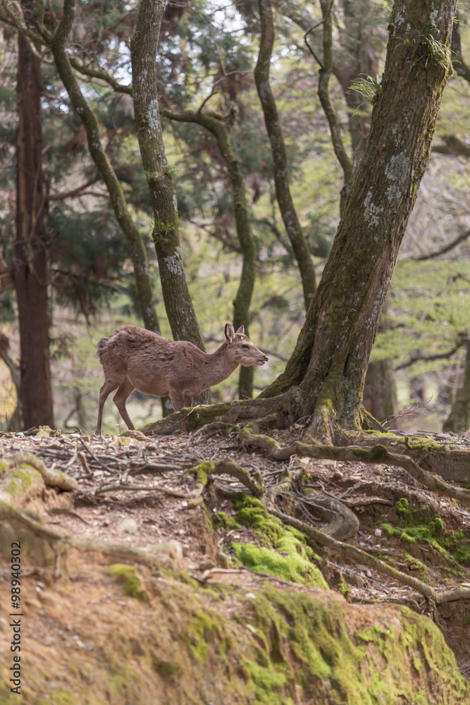 NARA IN JAPAN