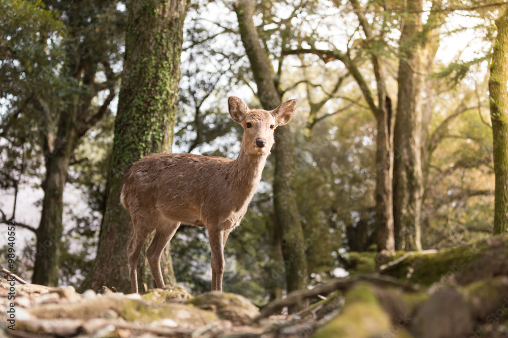 NARA IN JAPAN